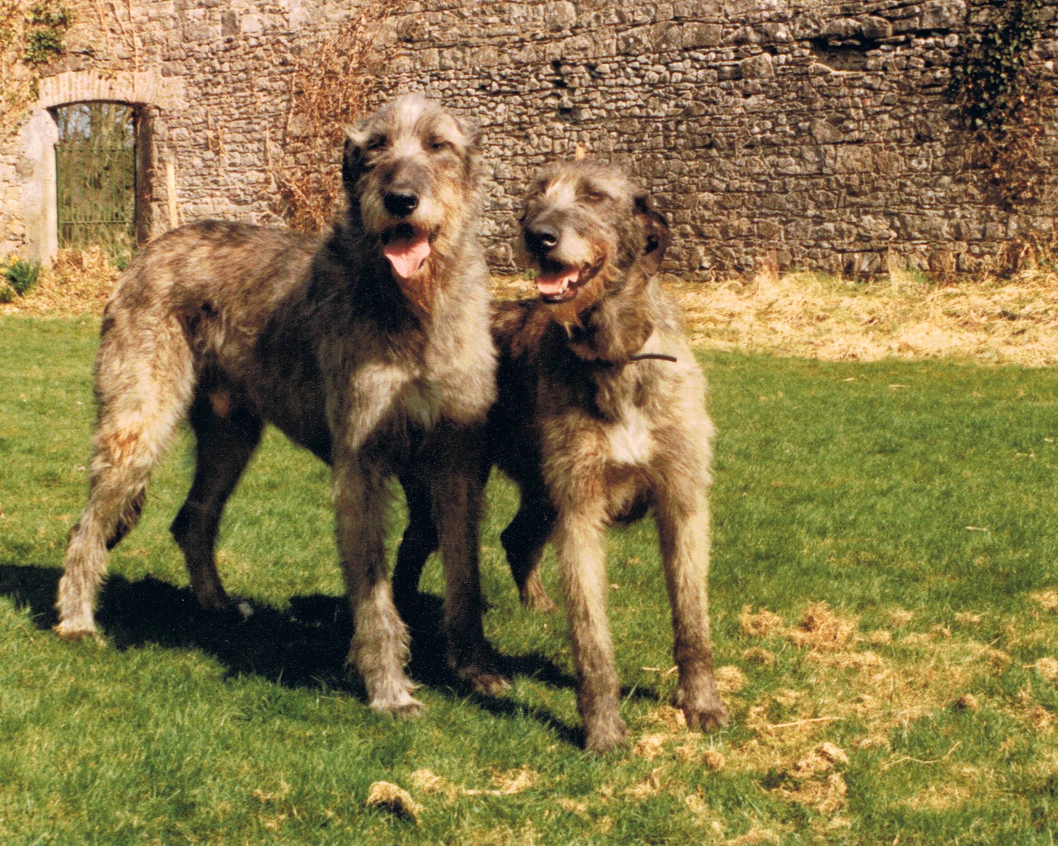 Gwernyfed Lleigus of Carrokeel and Mary of Nutstown