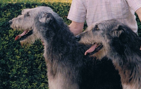 Carrokeel Elvin and Marty of Nutstown